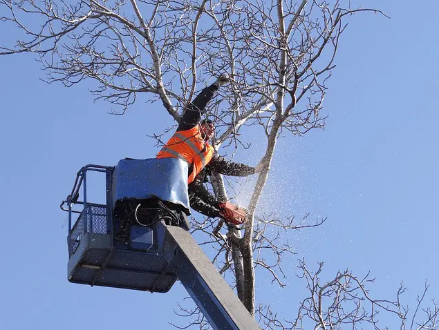 Tree Removal Companies Leominster MA