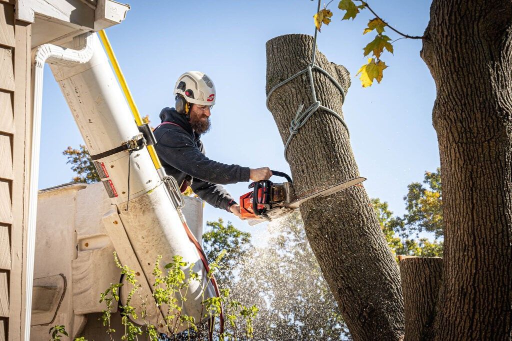 Emergency Tree Services