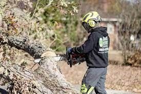 emergency tree services