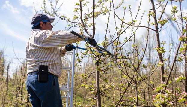 emergency tree services