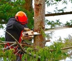 Emergency Tree Services