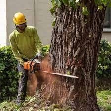 Emergency Tree Services