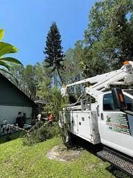 Tree Removal in Leominster MA