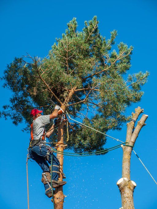 Tree Trimming Service Near Me Leominster MA