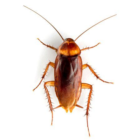 Roaches