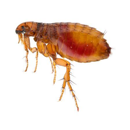 Fleas