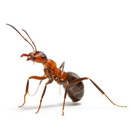 Ants