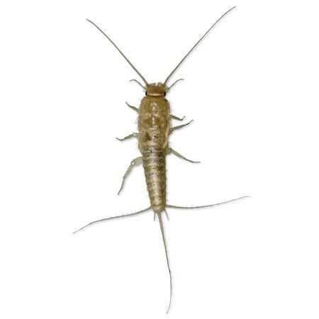 Silverfish