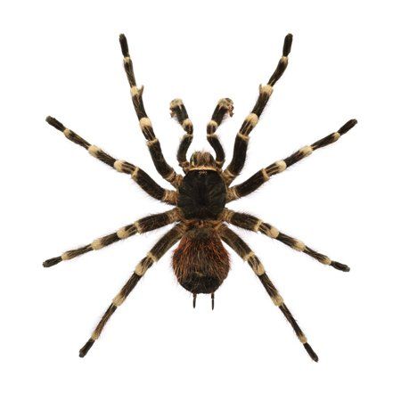 Spiders