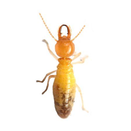 Termites