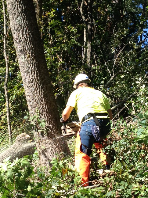 tree maintenance in Frederick, MD