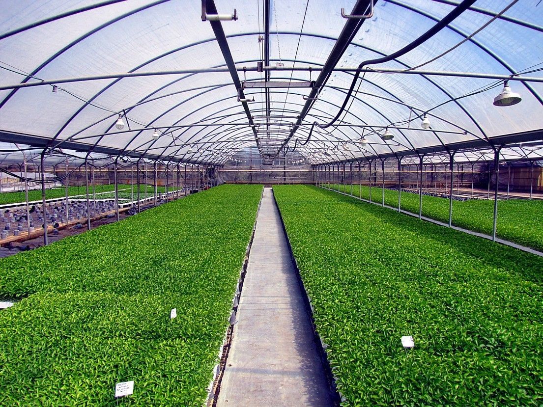 Vivaio Perrone Cosimo - Leverano - Lecce