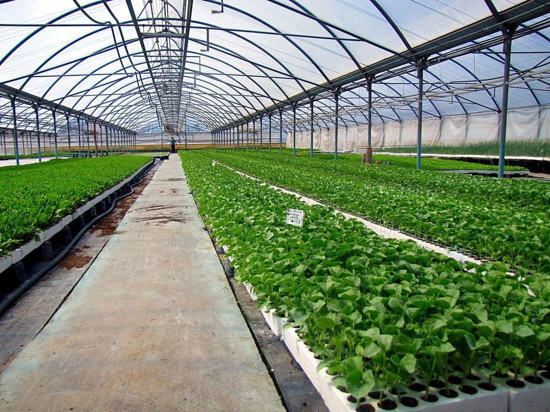 Vivaio Perrone Cosimo - Leverano - Lecce