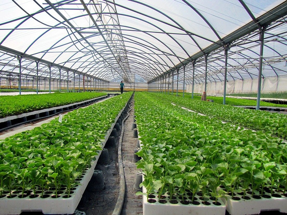 Vivaio Perrone Cosimo - Leverano - Lecce