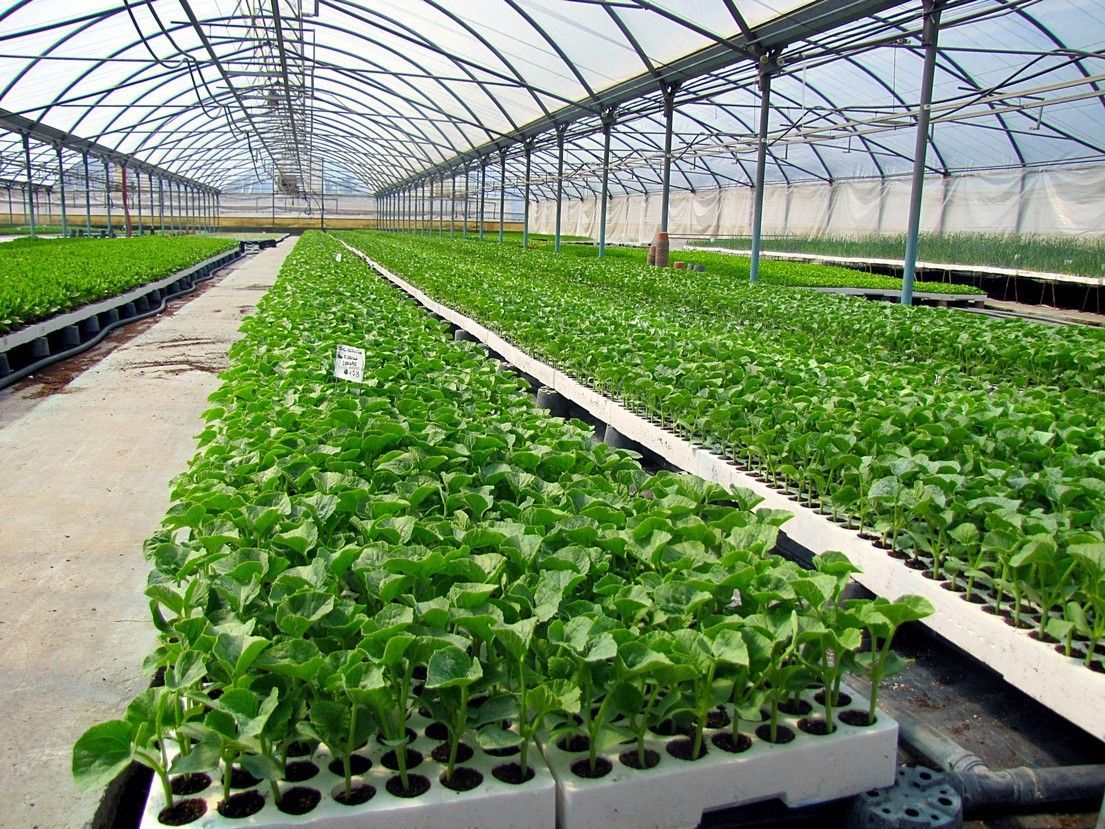 Vivaio Perrone Cosimo - Leverano - Lecce