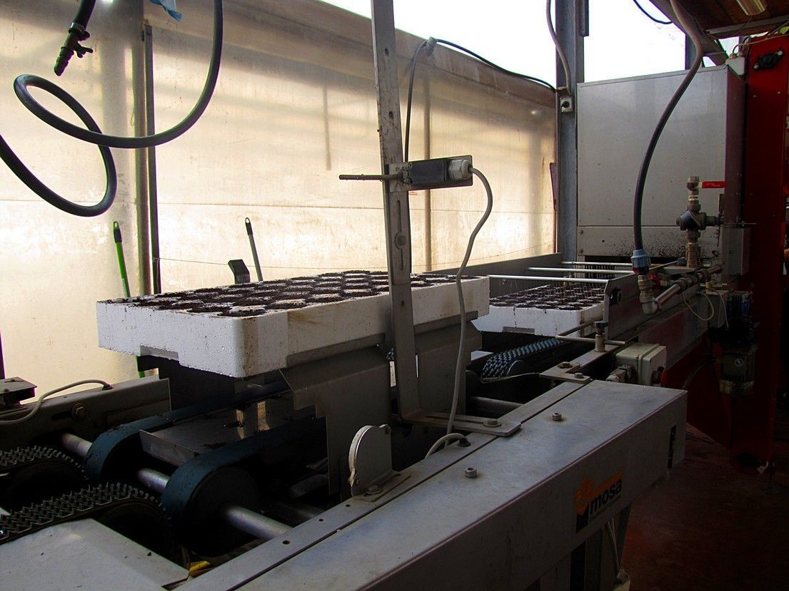 Vivaio Perrone Cosimo - Produzione piantine Leverano - Lecce