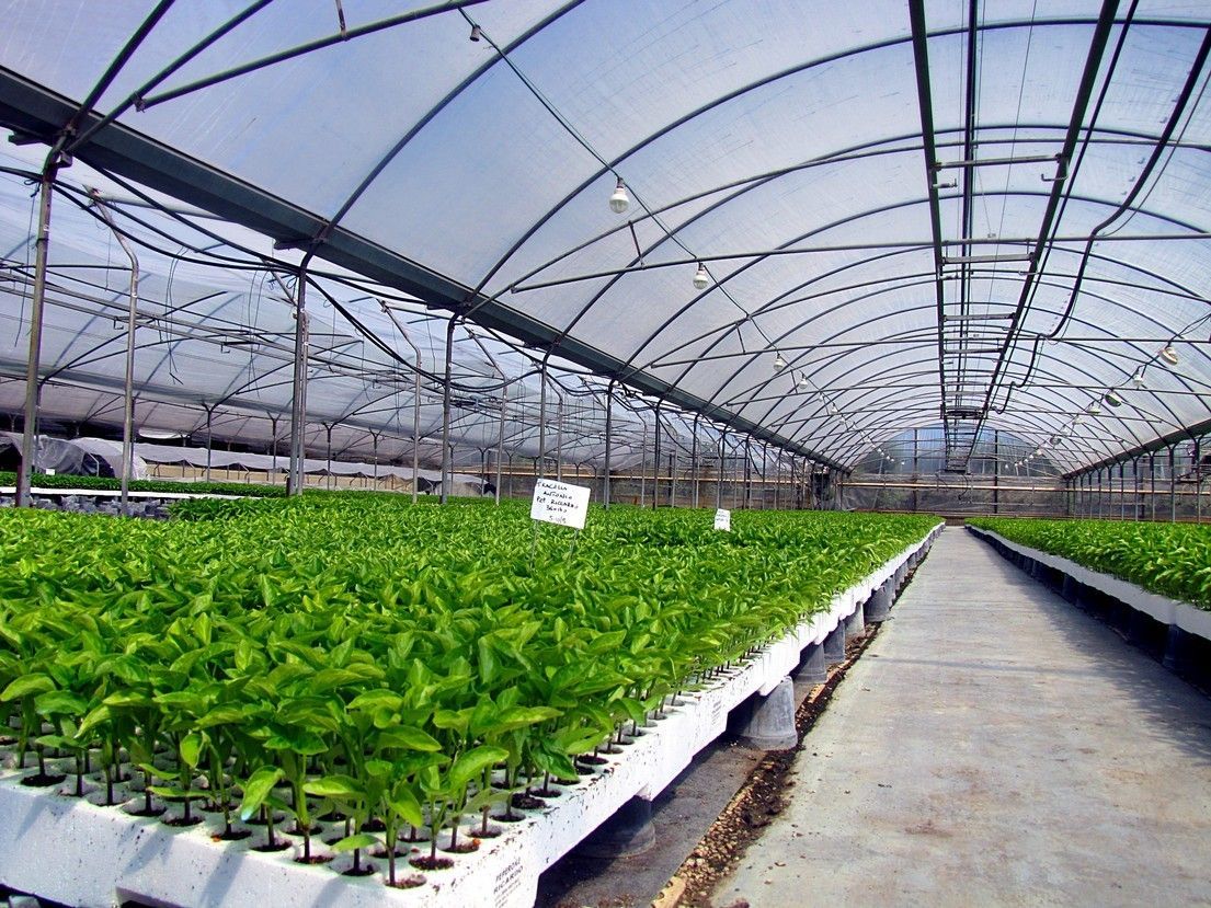 Vivaio Perrone Cosimo - Leverano - Lecce