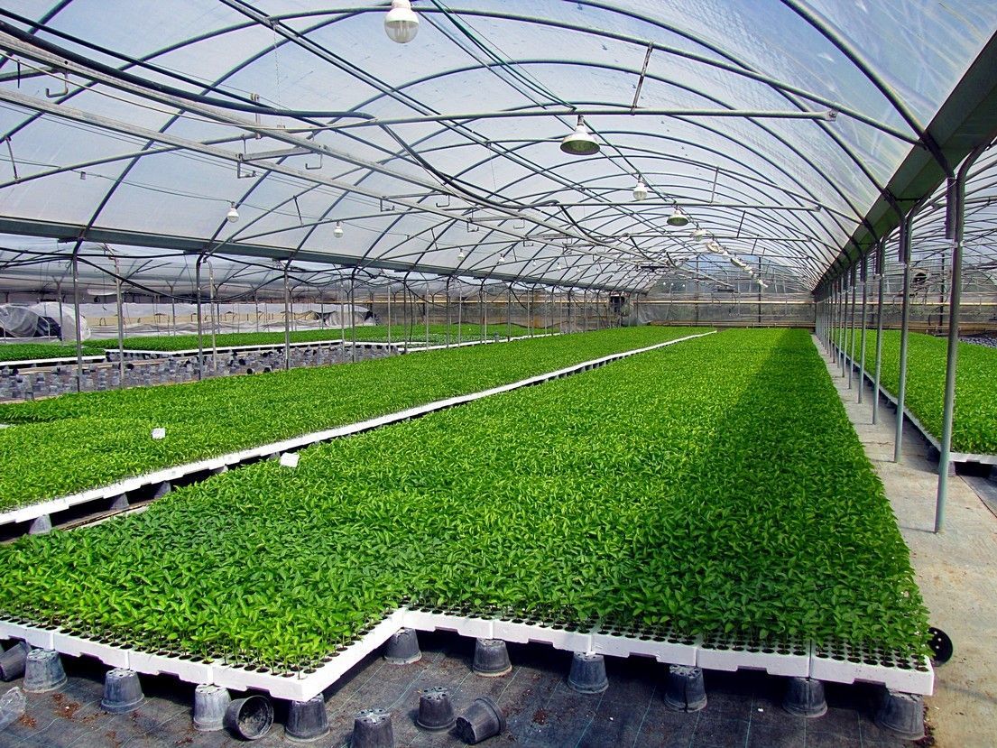 Vivaio Perrone Cosimo - Leverano - Lecce