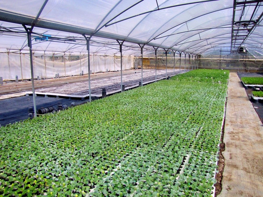 vendita piantine biologiche Lecce