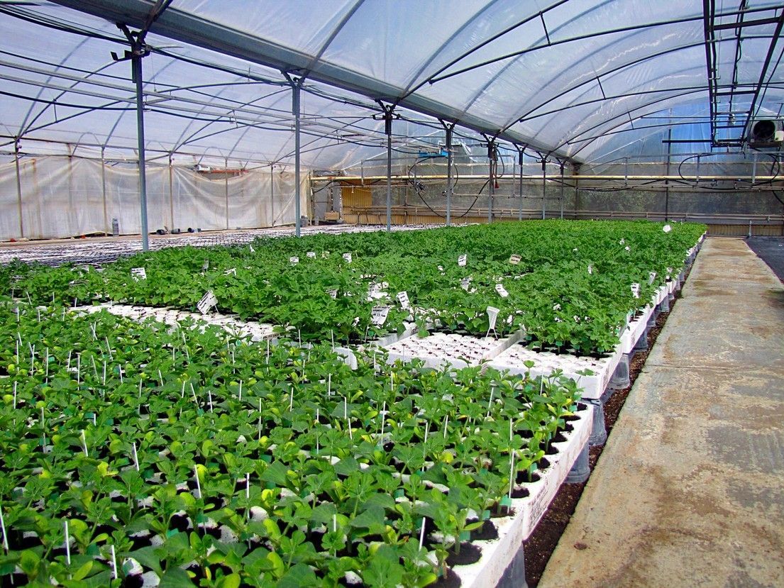 Vivaio Perrone Cosimo - Leverano - Lecce