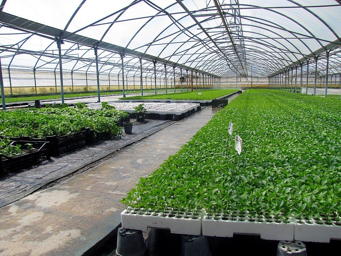 Vivaio Perrone Cosimo - Leverano - Lecce