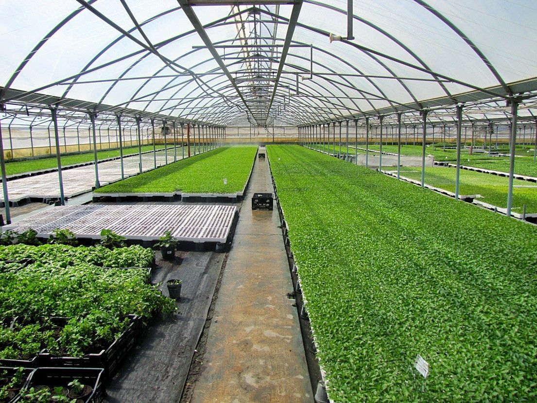 Vivaio Perrone Cosimo - Leverano - Lecce