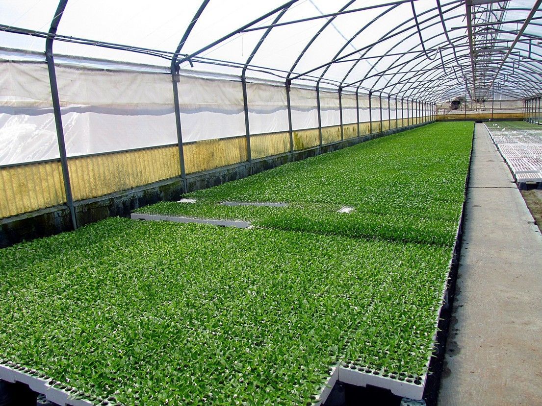 Vivaio Perrone Cosimo - Leverano - Lecce