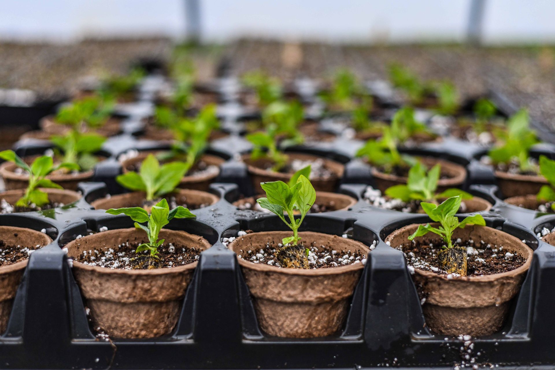 distribuzione e vendita piantine Puglia e Molise