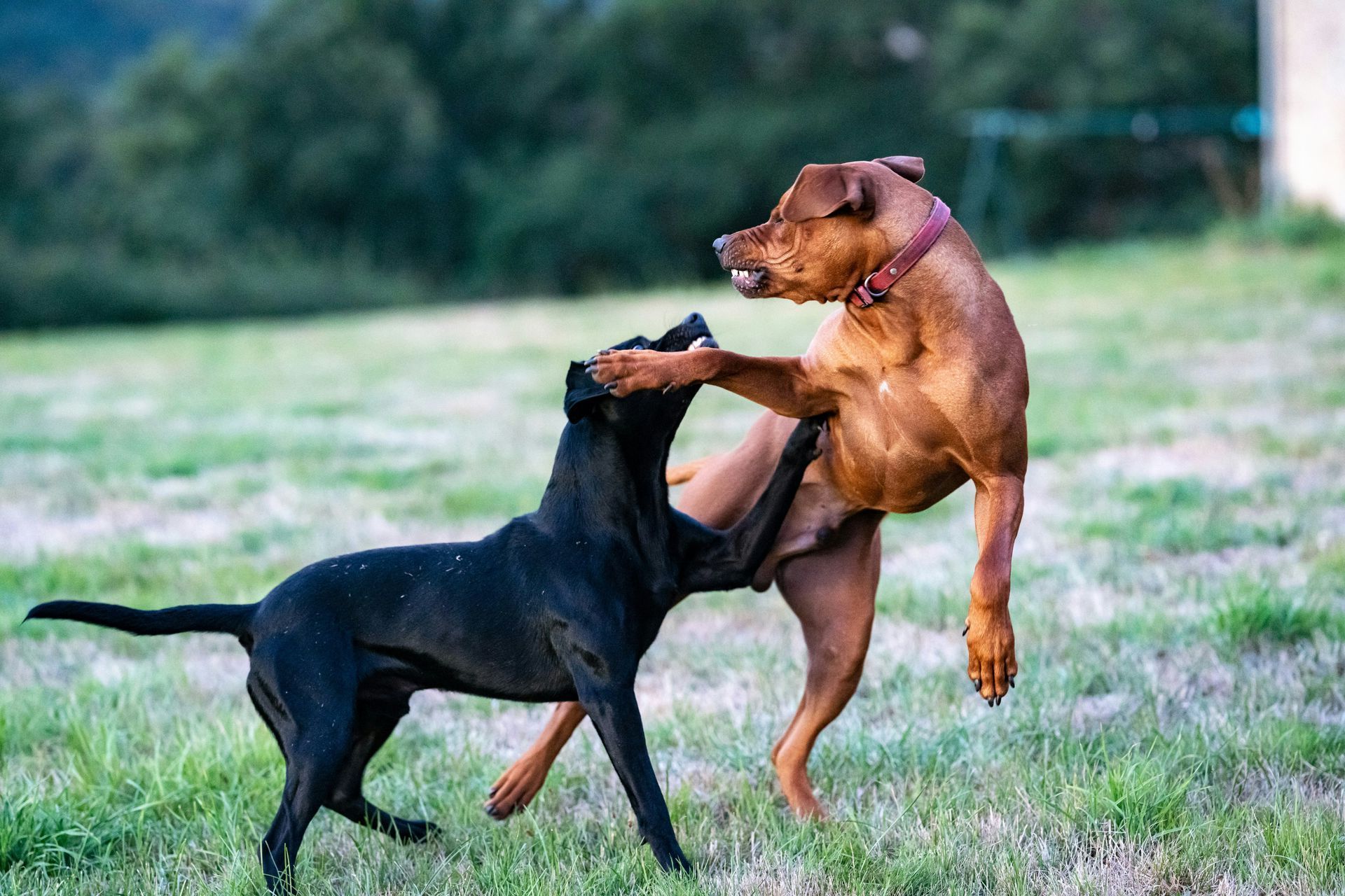Two dogs are fighting in a grassy field.