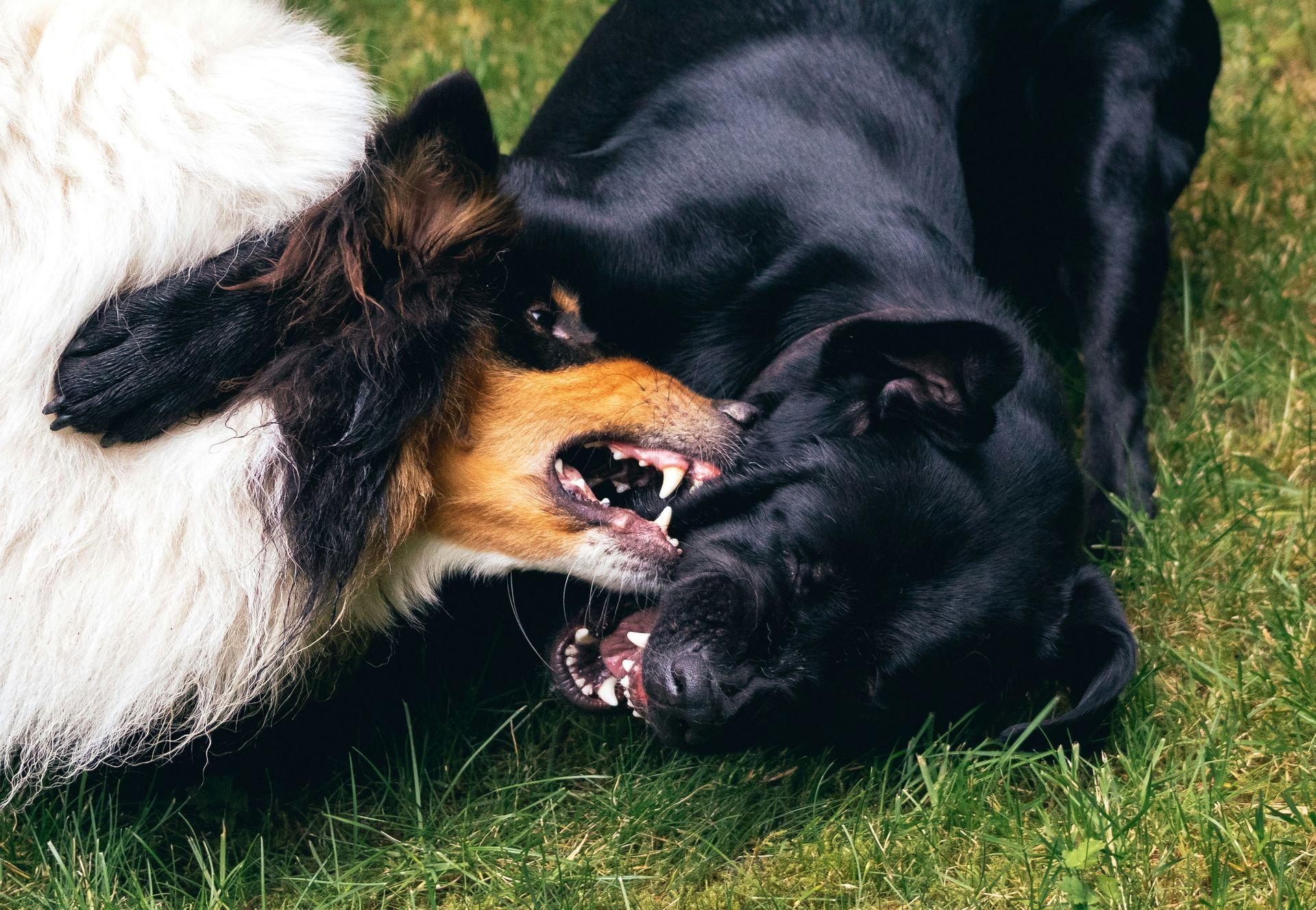 Two dogs are playing with each other in the grass