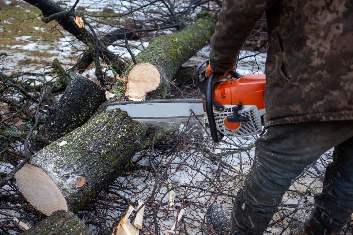 An image of Tree Cutting Services in Providence, RI