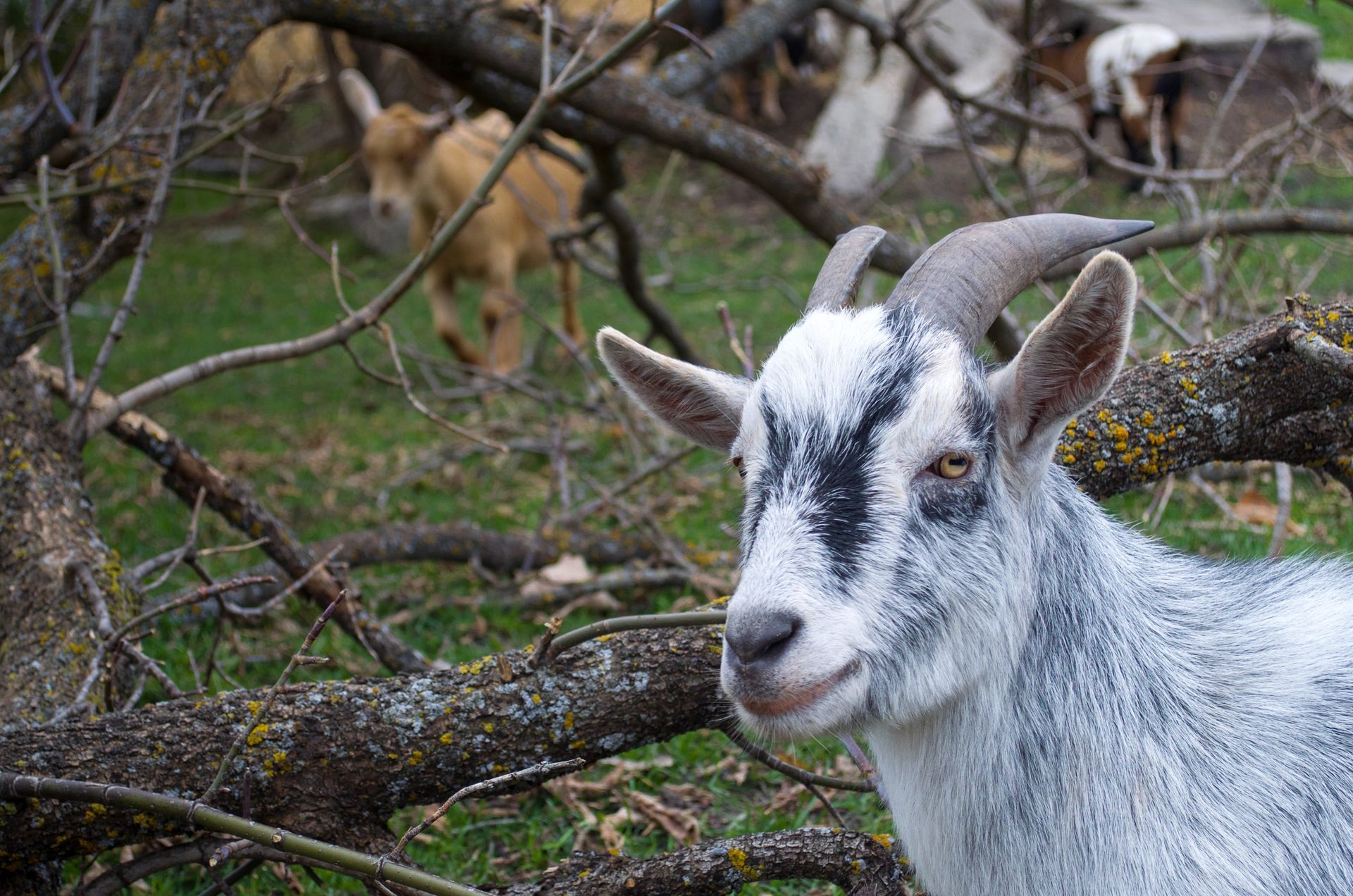 A black and white goat with horns standing in the grass