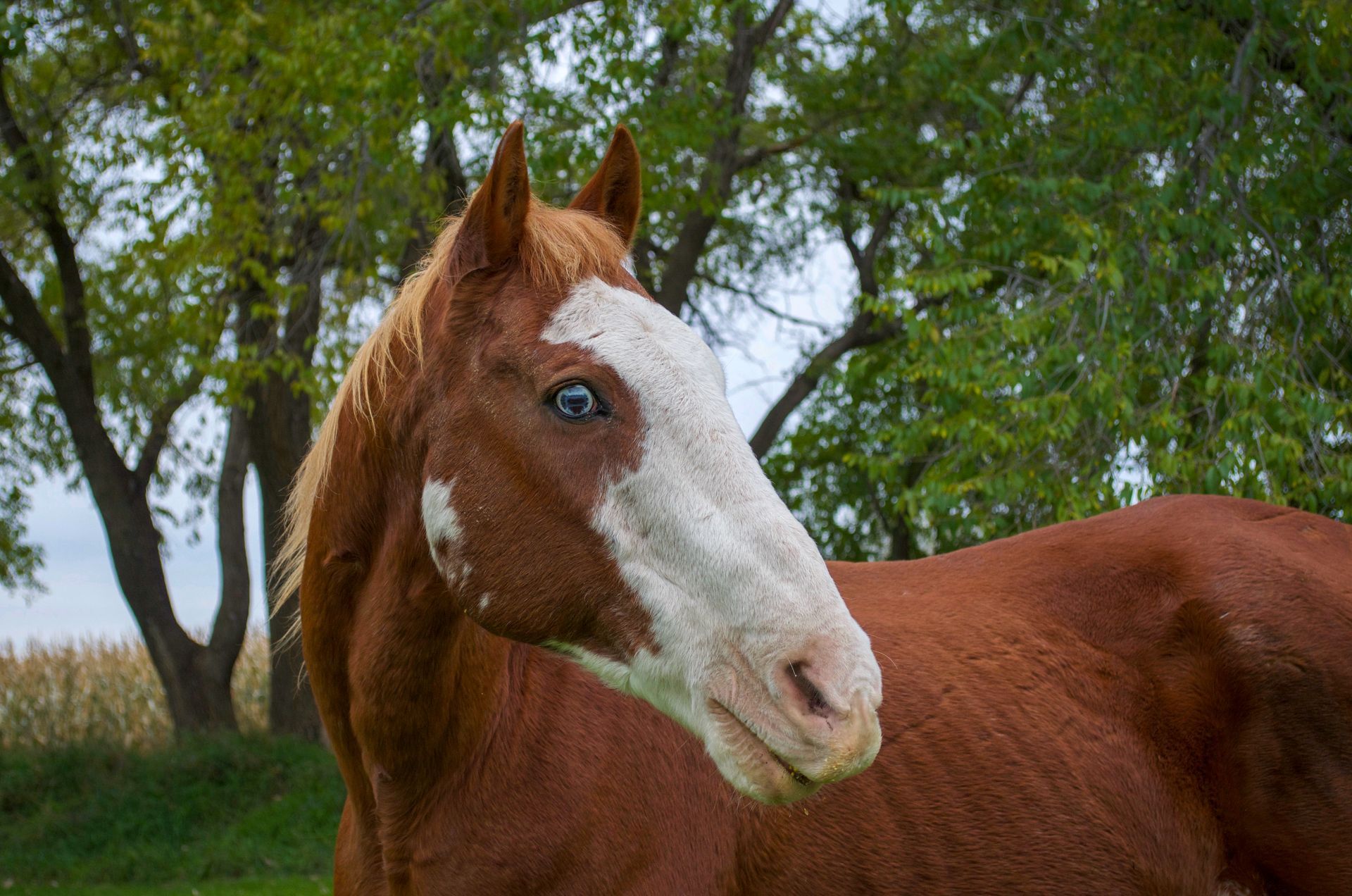 A brown horse with a white spot on its face