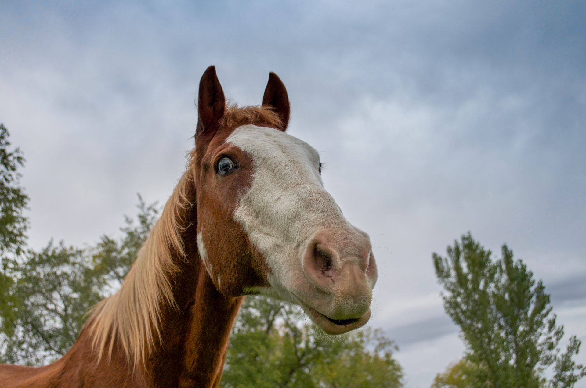 A brown and white horse with trees in the background