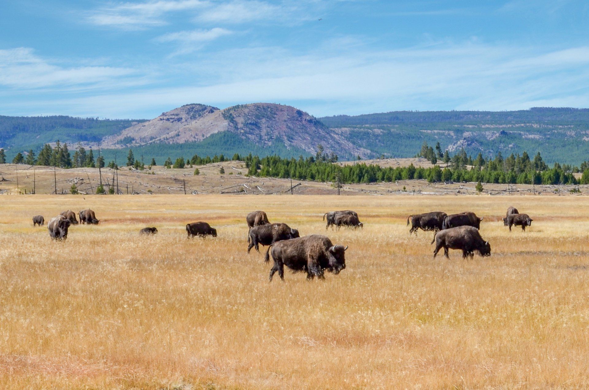 A herd of bison grazing in a field with mountains in the background