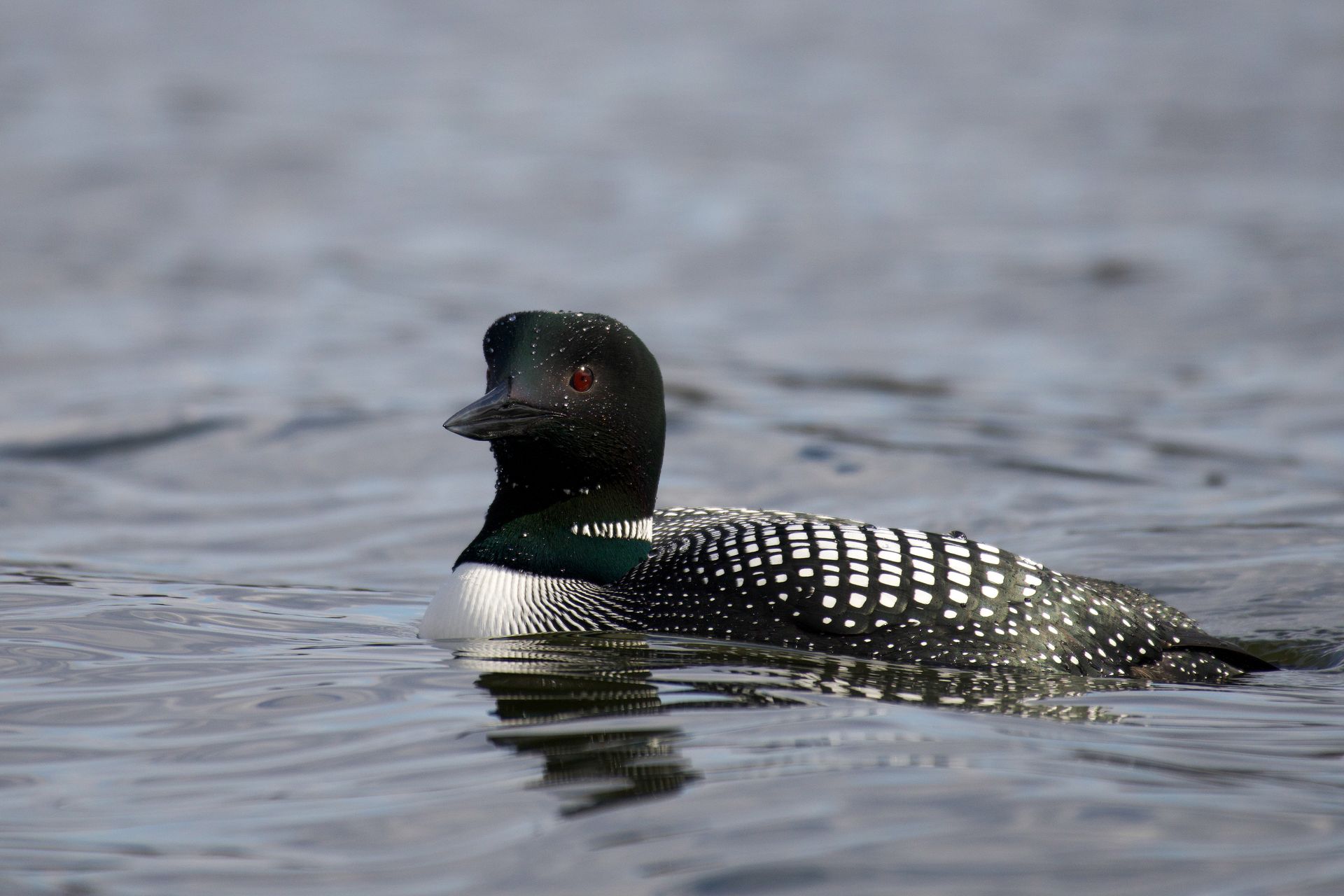 A black and white duck with red eyes is swimming in the water