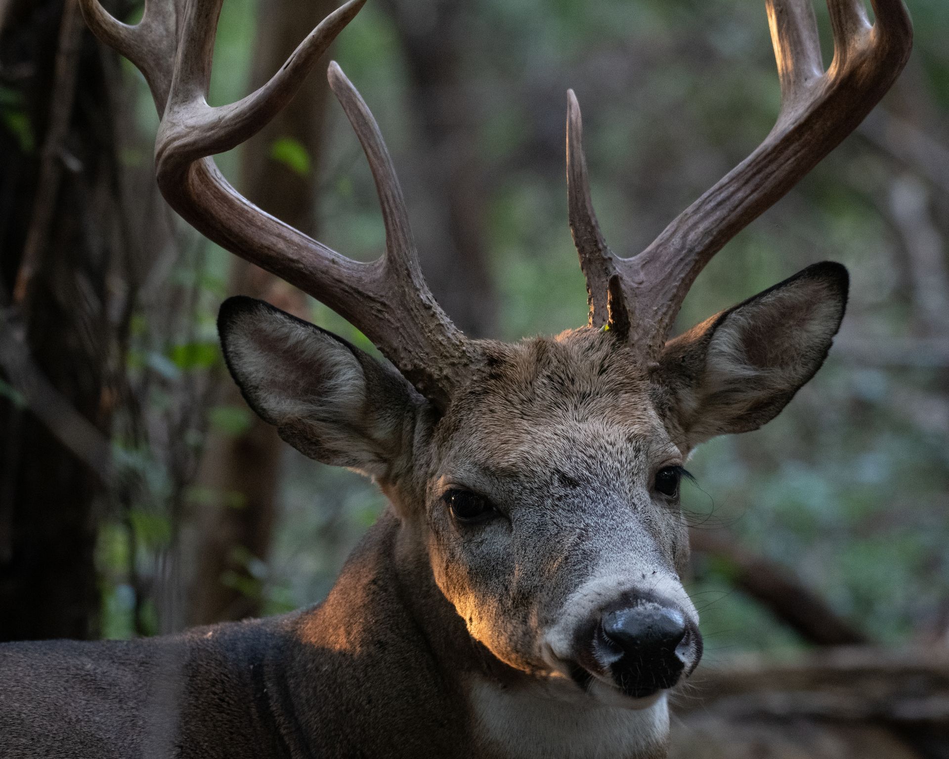 A close up of a deer with antlers in the woods