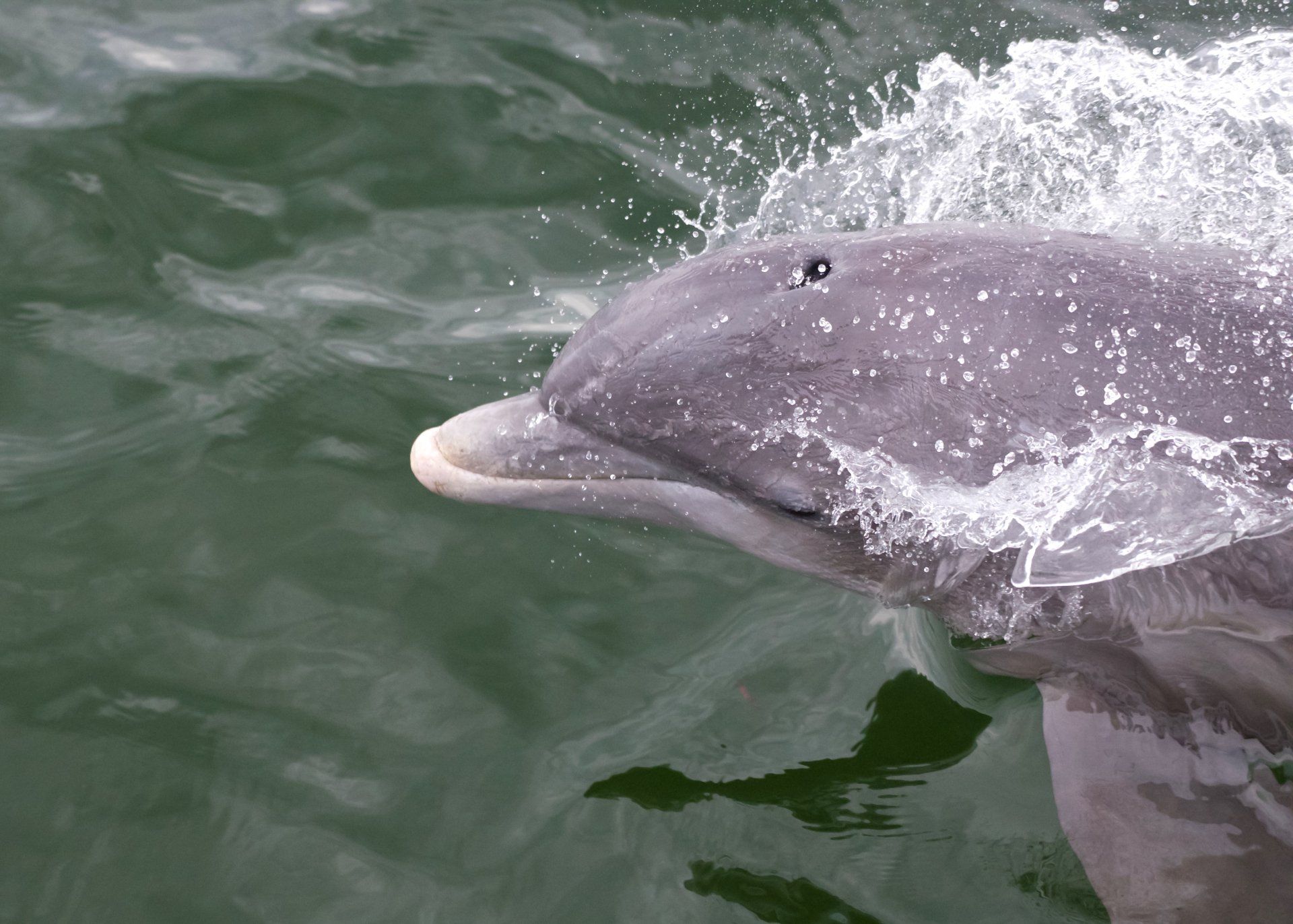 A close up of a dolphin in the water