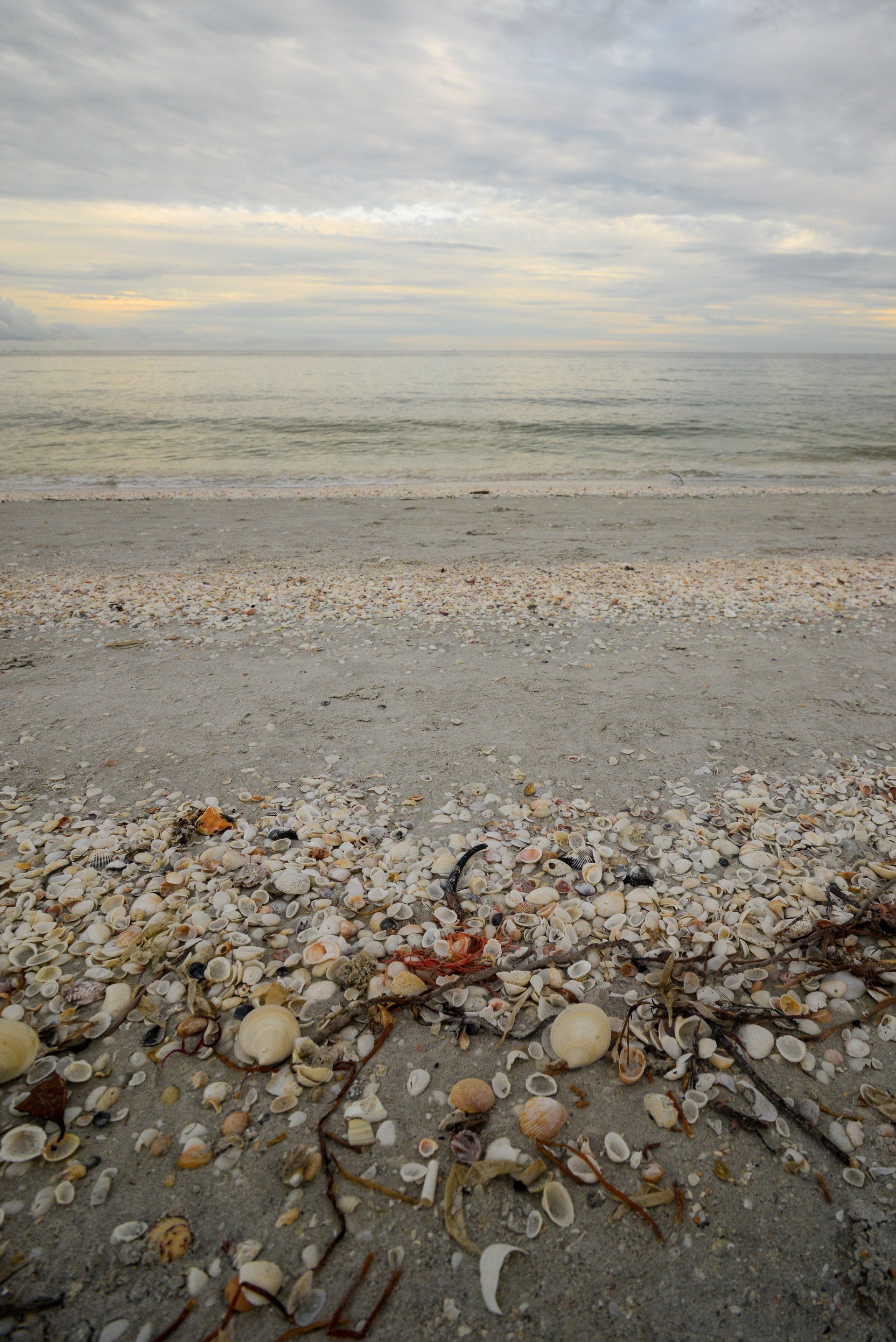 A beach with a lot of sea shells on it