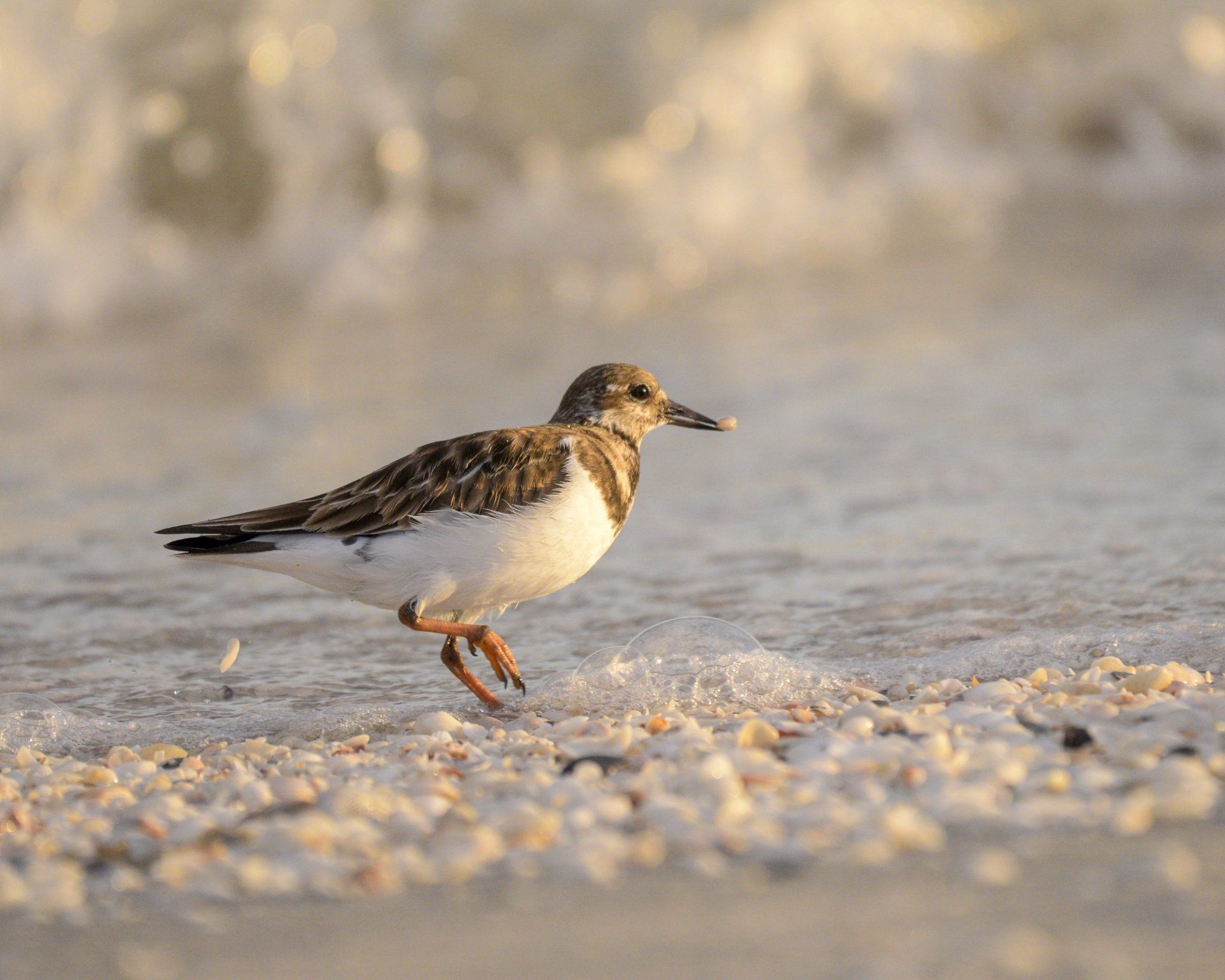A small bird is walking on the beach near the water