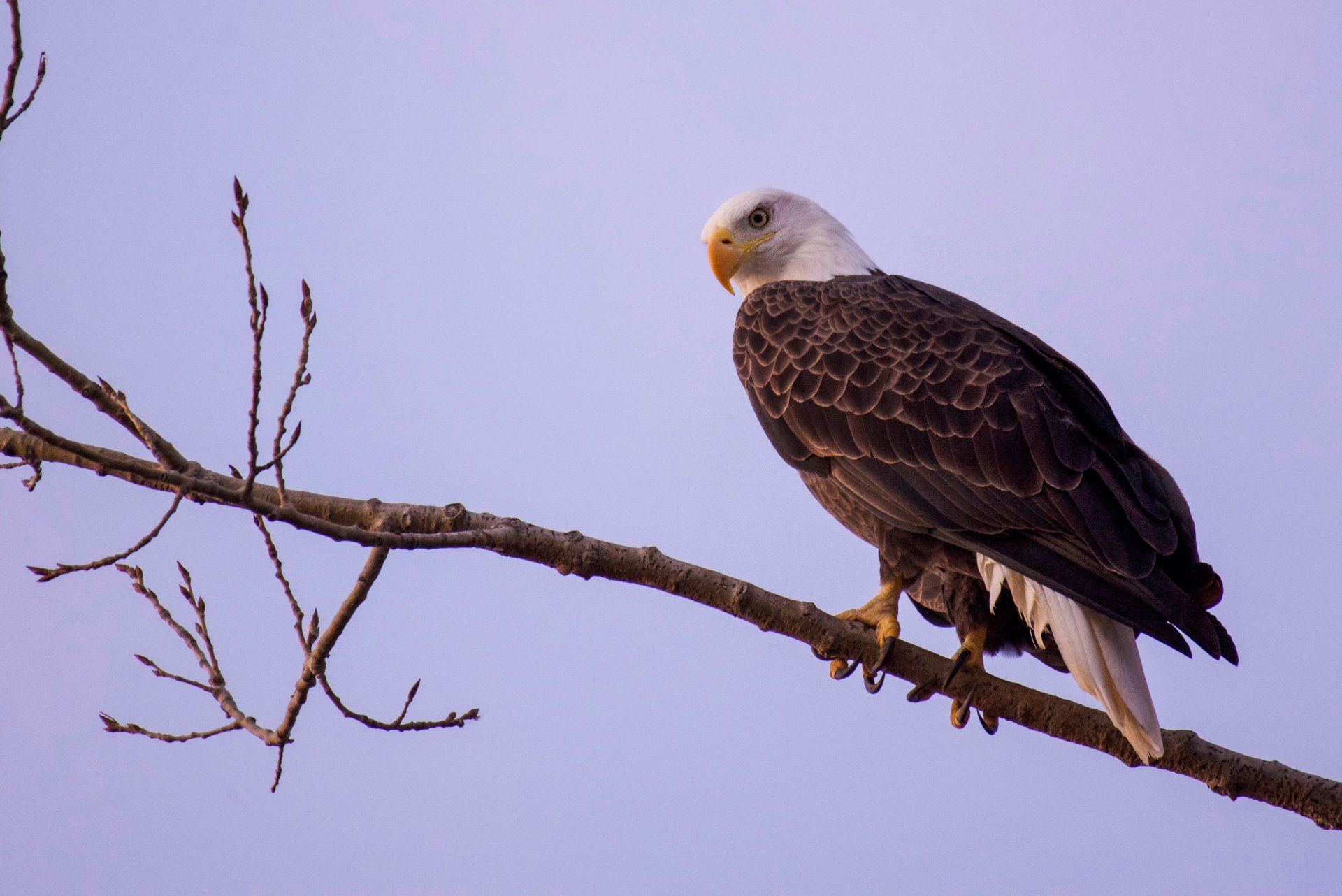 A bald eagle perched on a tree branch