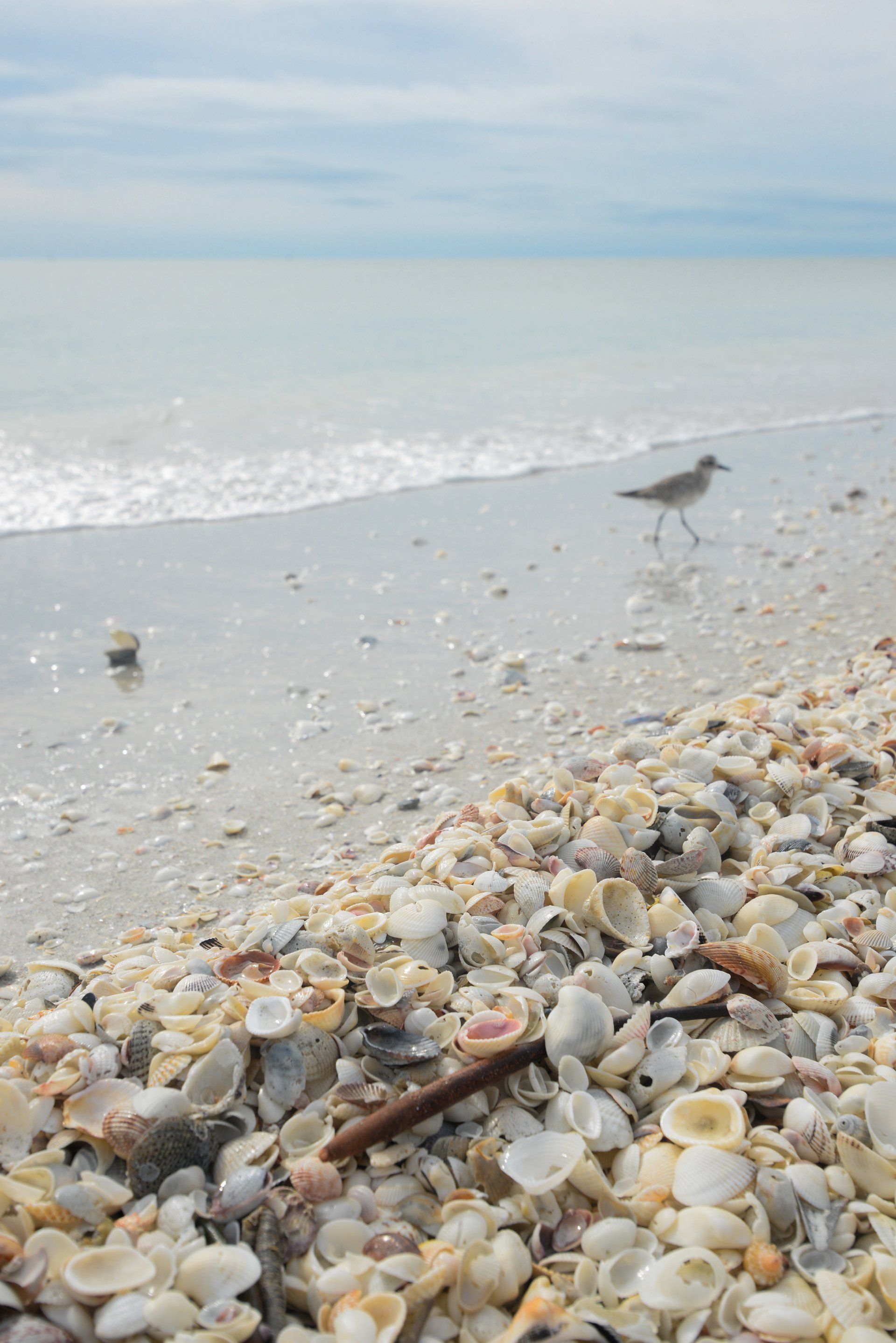 A seagull standing on a beach surrounded by seashells