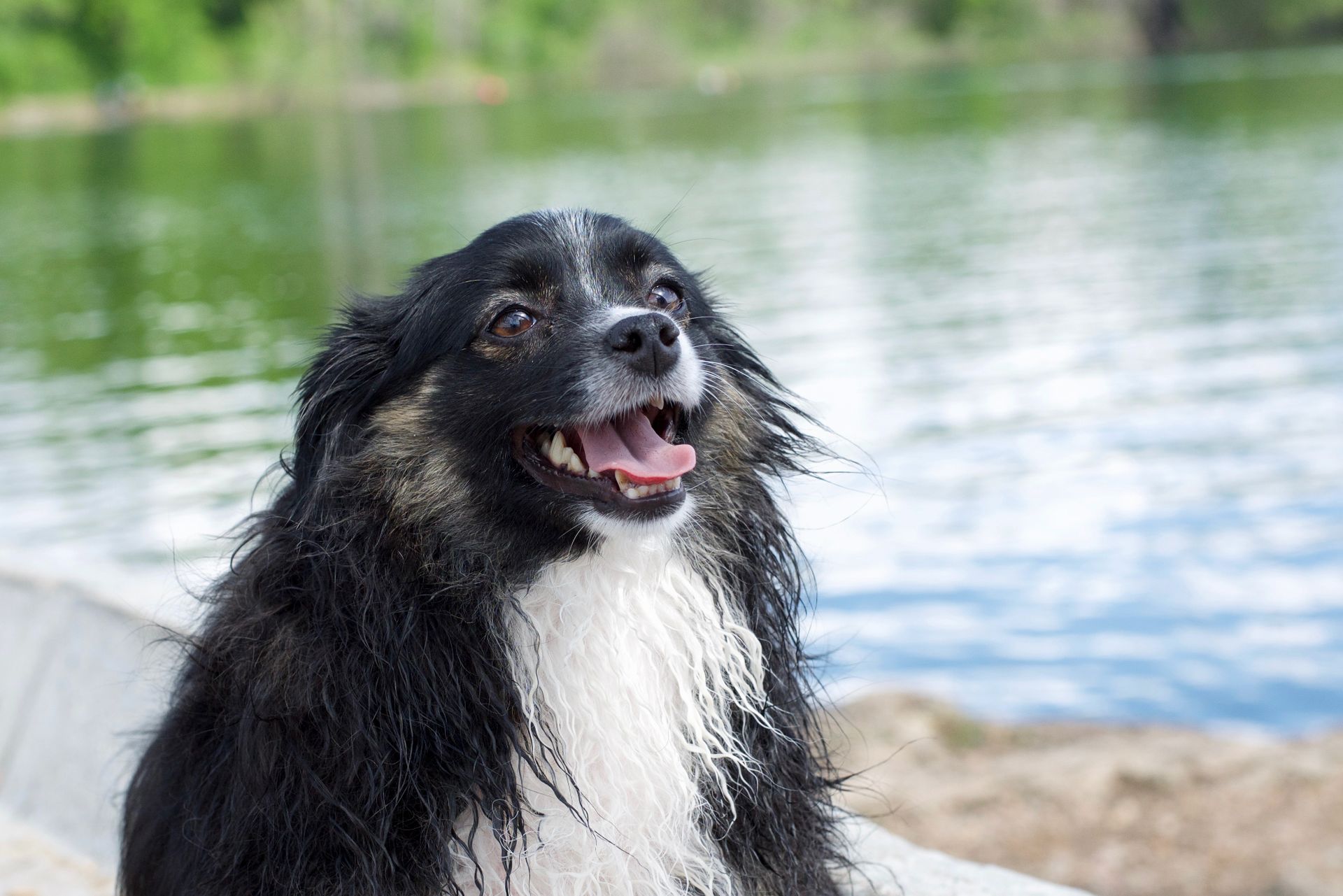 A black and white dog is sitting next to a body of water.