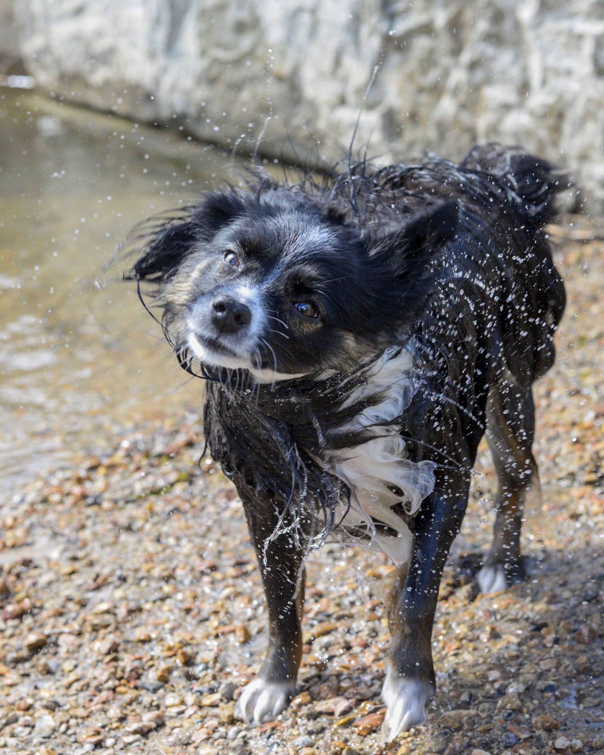A black and white dog is standing in the water