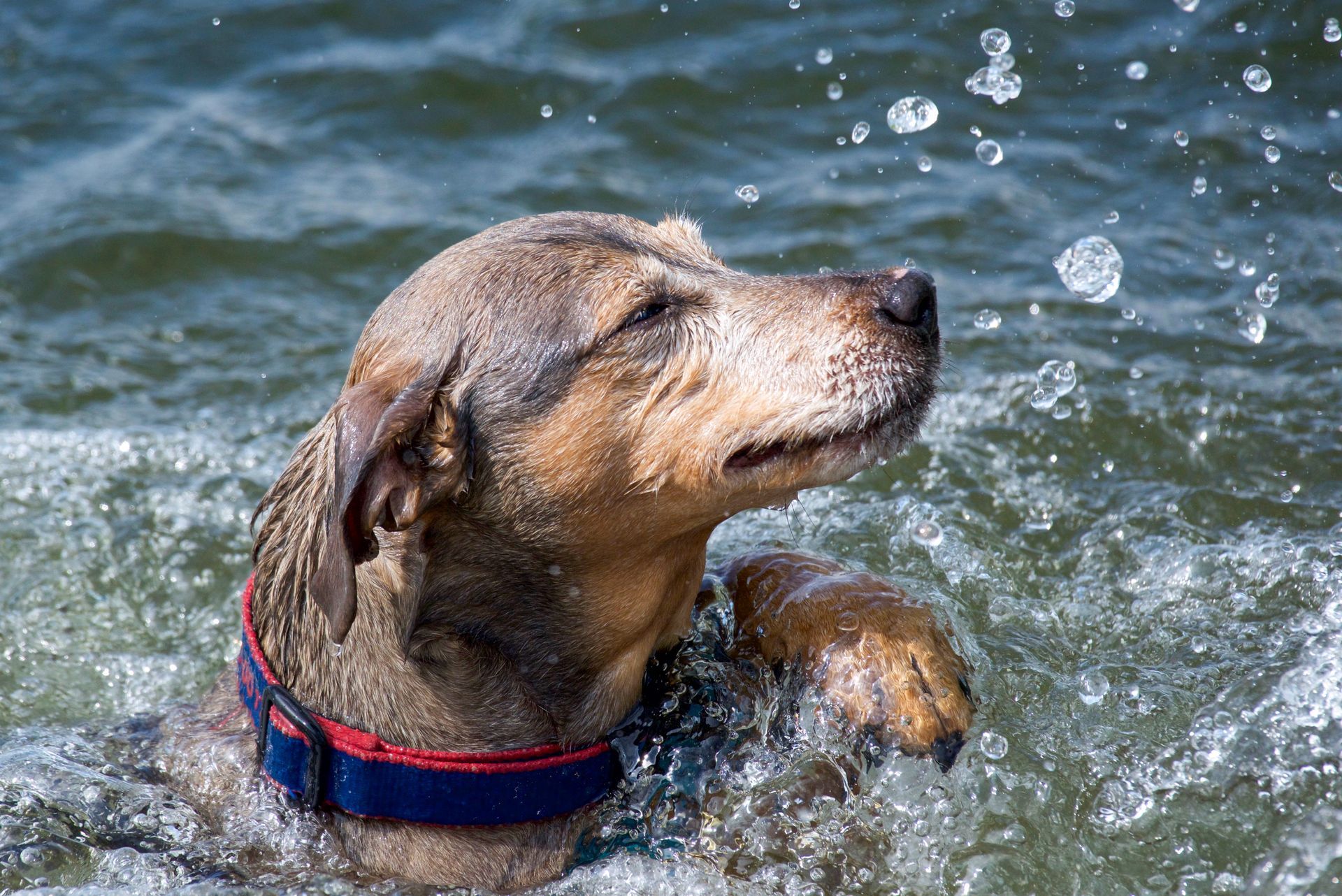 A dog with a blue collar is swimming in the water