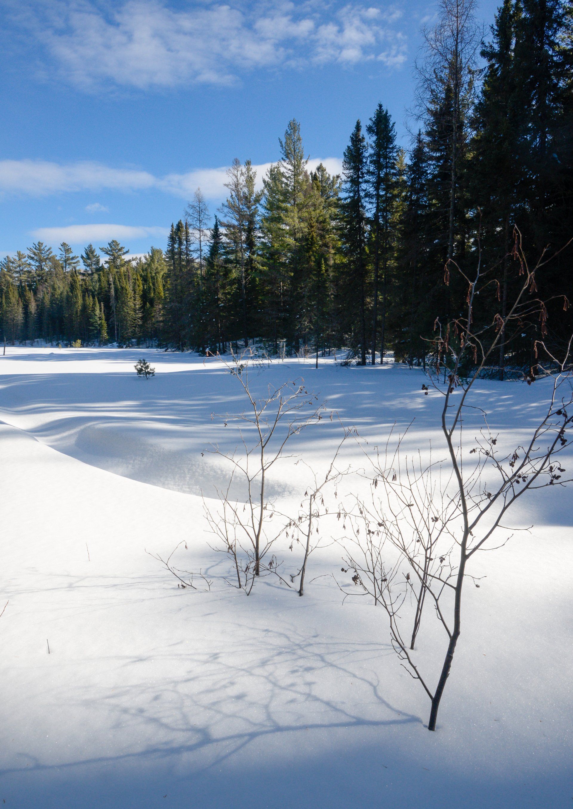 A snowy field with trees in the background