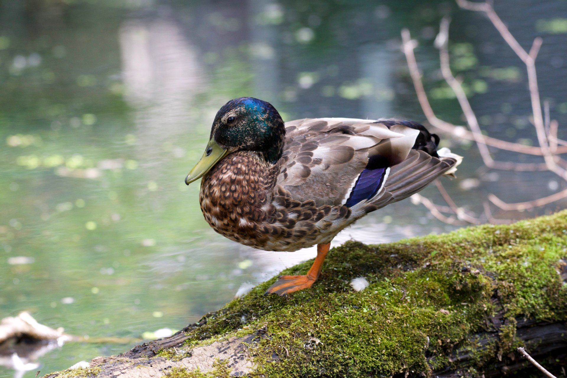 A duck is standing on a mossy log near the water