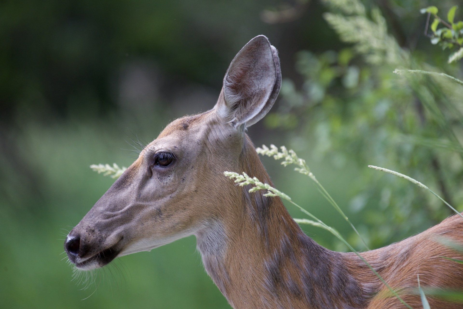 A close up of a deer standing in the grass