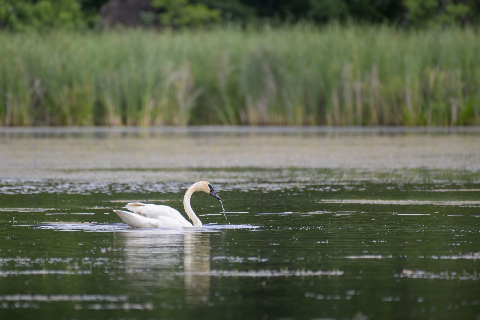 A white swan is swimming in a lake with tall grass in the background