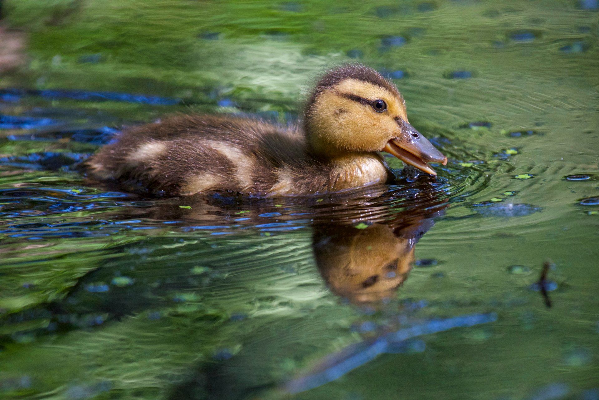 A baby duck is swimming in the water with its beak open